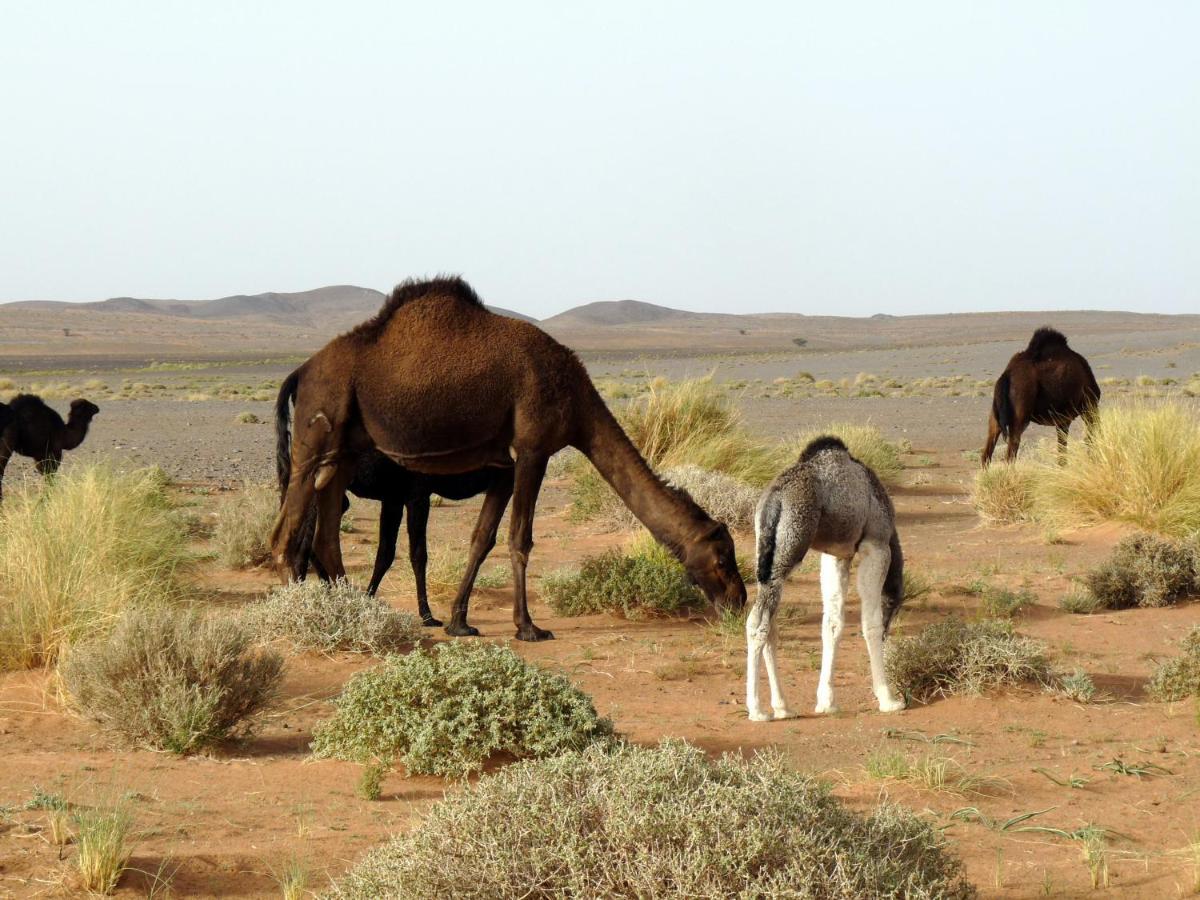 La Vallee Des Dunes - Auberge, Bivouacs Et Excursions Bed & Breakfast Merzouga Exterior foto